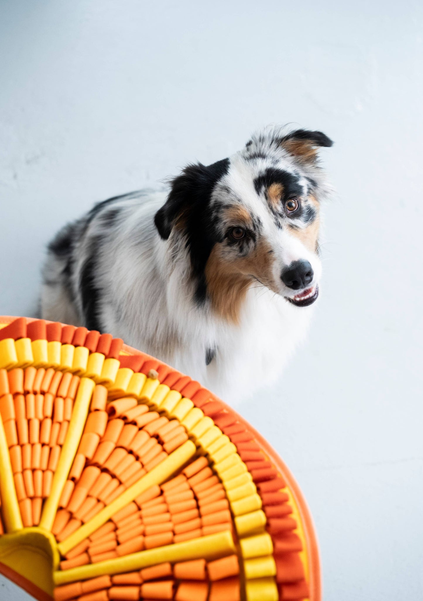 Tangy Orange™ Snuffle Mat | Challenge Level 2