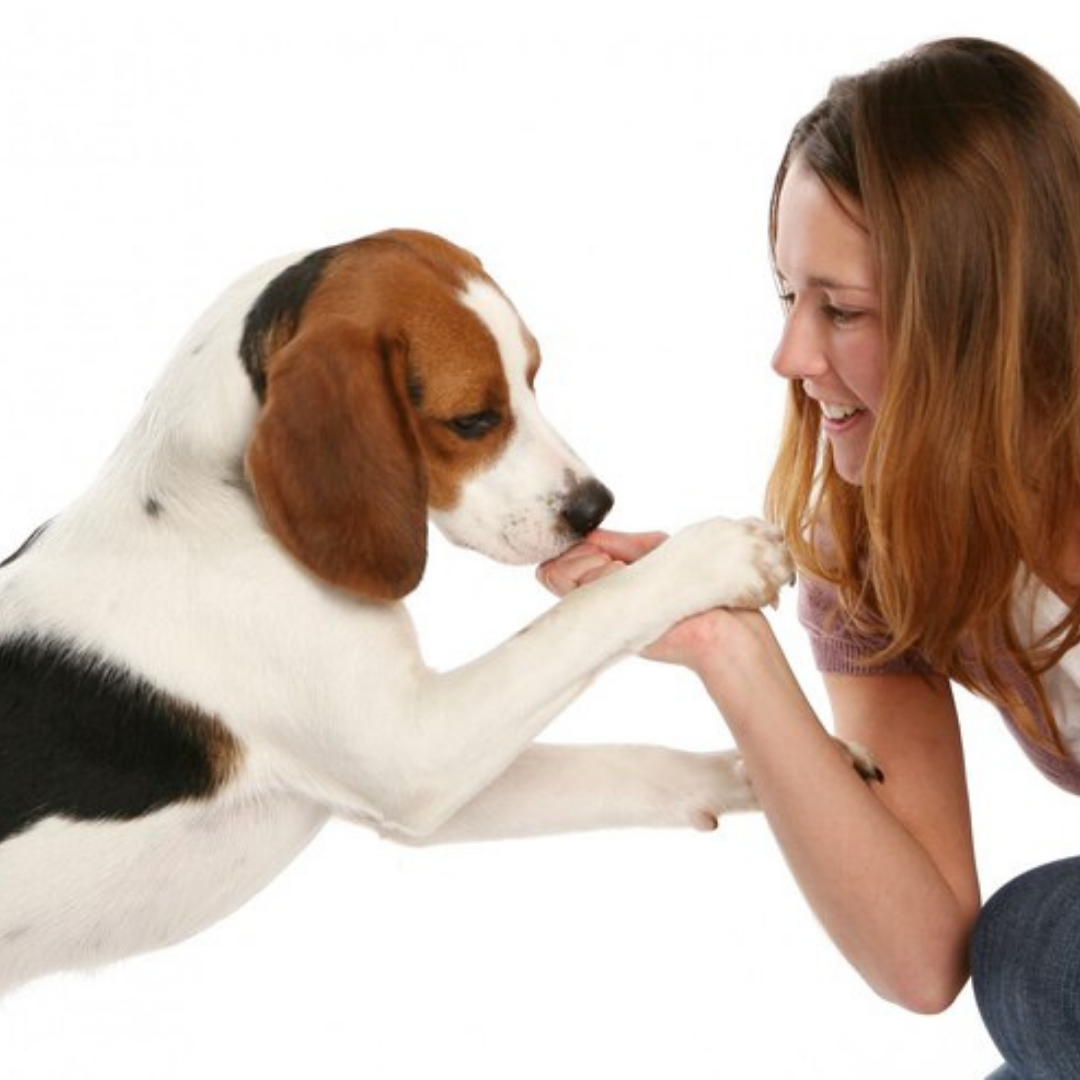 Chicken Breast Dehydrated Pet Treats: High-Protein & Vitamin