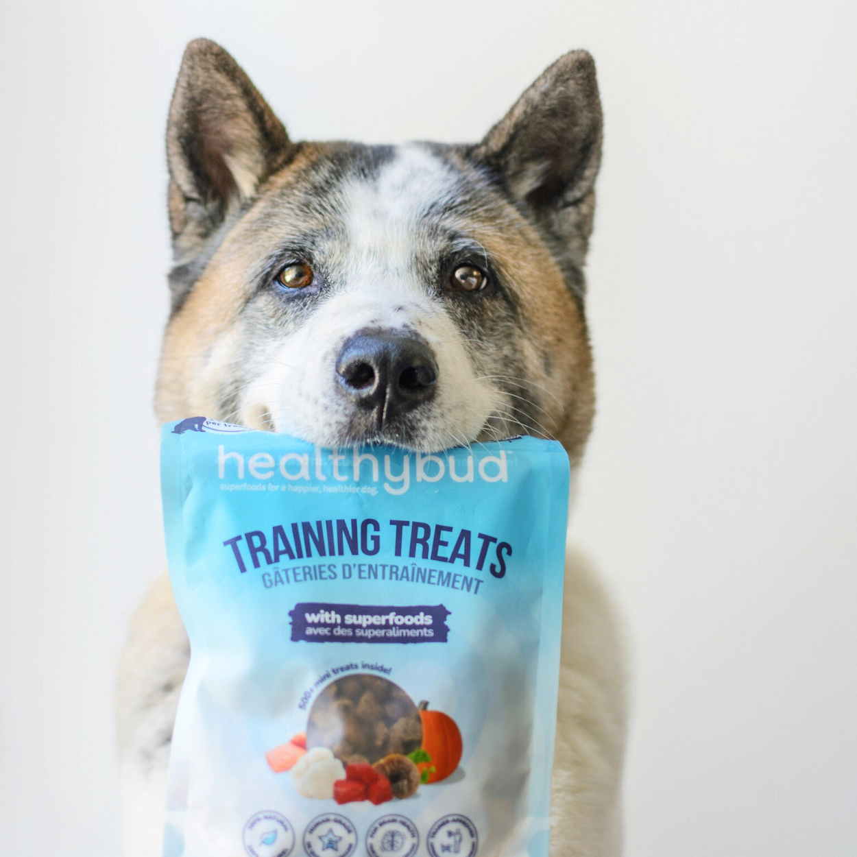 Healthybud's Functional Beef Mini Training Treat for Dogs