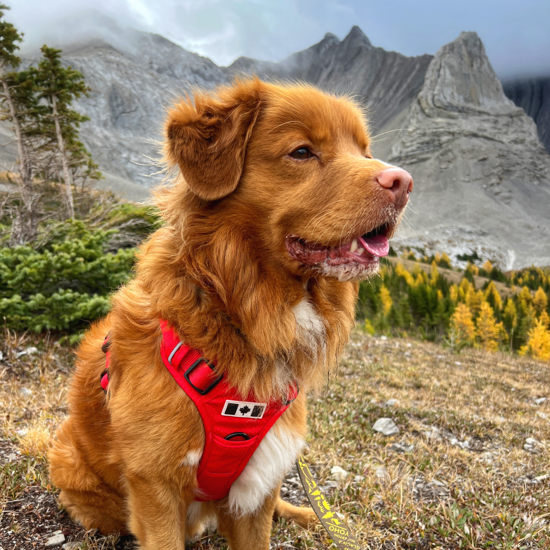 Summit All Terrain Harness: Green / Extra Large
