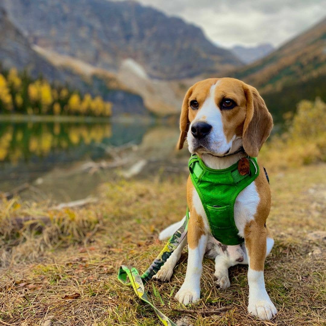 Summit All Terrain Harness: Green / Extra Large
