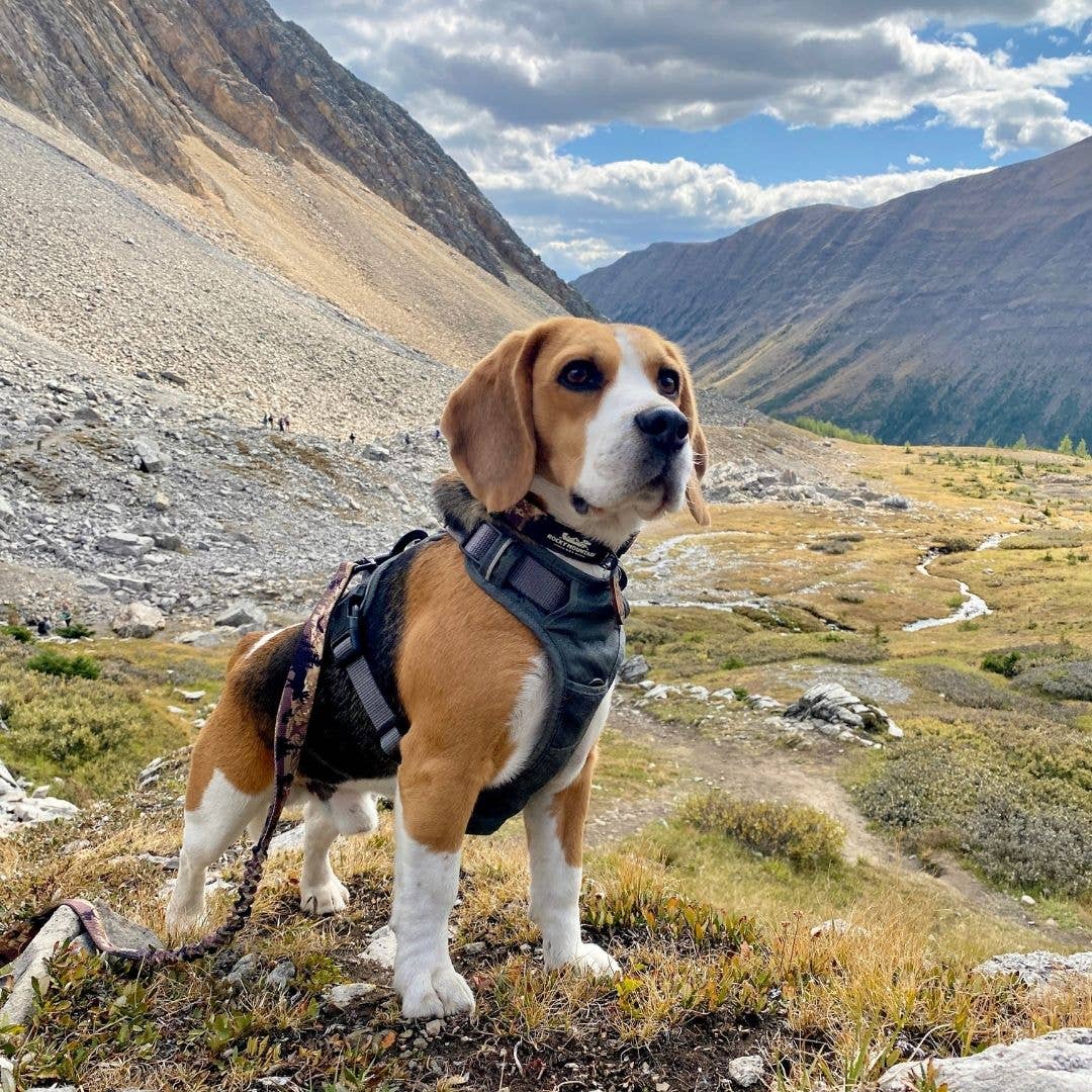Summit All Terrain Harness: Green / Extra Large