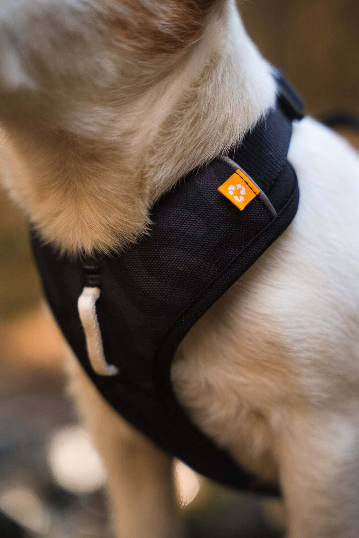 Roam Harness Black