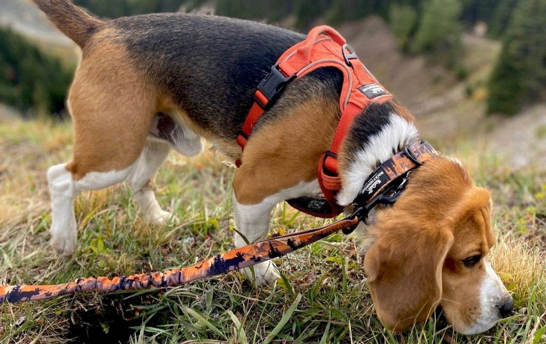 Summit All Terrain Harness: Green / Extra Large