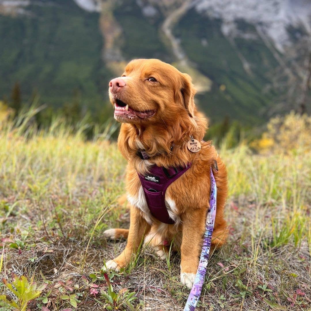 Summit All Terrain Harness: Green / Extra Large