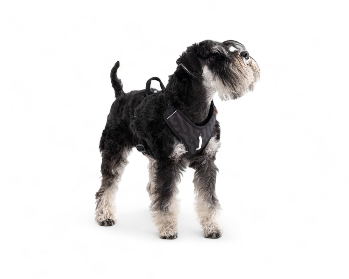 Roam Harness Black
