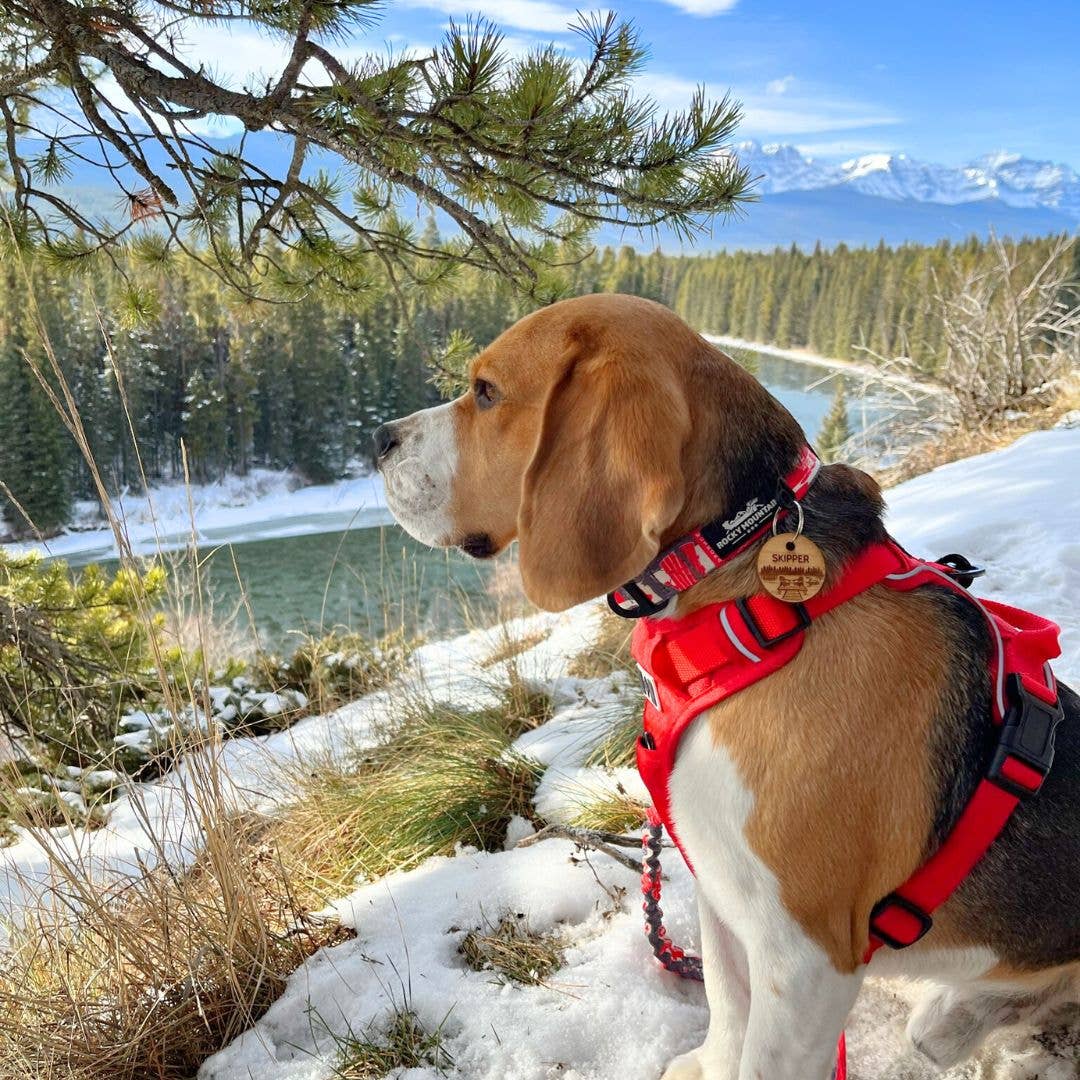 Summit All Terrain Harness: Green / Extra Large