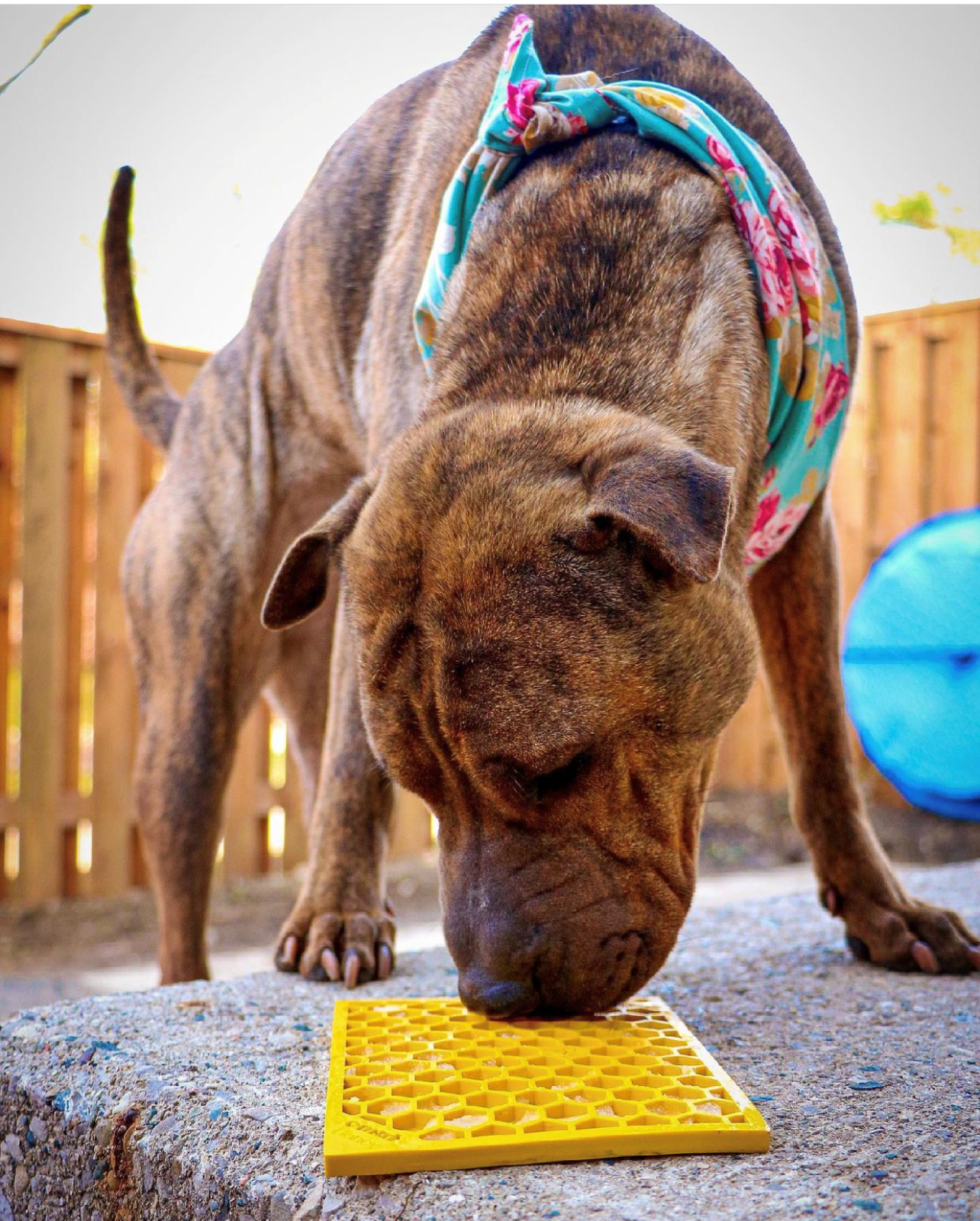 Honeycomb Design Emat Enrichment Licking Mat - Yellow - Larg
